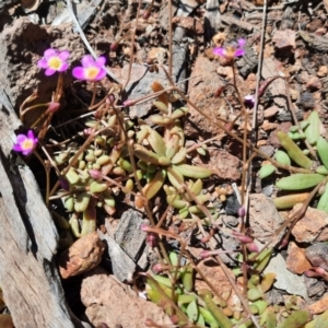 Calandrinia eremaea at Hackett, ACT - 4 Oct 2021 02:12 PM