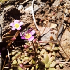 Calandrinia eremaea at Hackett, ACT - 4 Oct 2021 02:12 PM