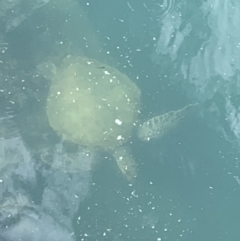 Chelonia mydas (Green sea turtle) at Eraring, NSW - 4 Oct 2021 by bigdook
