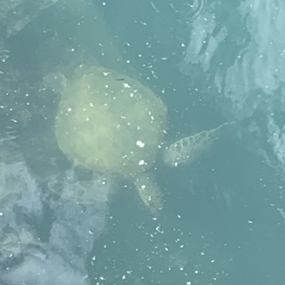 Chelonia mydas (Green Sea Turtle) at Eraring, NSW - 4 Oct 2021 by bigdook