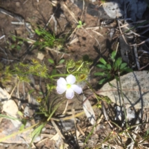 Drosera gunniana at Bruce, ACT - 4 Oct 2021 01:29 PM