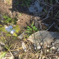 Drosera gunniana at Bruce, ACT - 4 Oct 2021