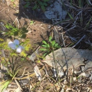 Drosera gunniana at Bruce, ACT - 4 Oct 2021 01:29 PM