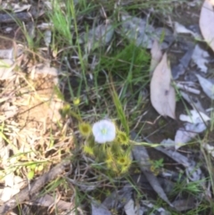 Drosera gunniana at Bruce, ACT - 4 Oct 2021 01:29 PM