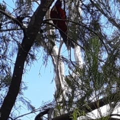 Platycercus elegans (Crimson Rosella) at Bruce Ridge to Gossan Hill - 4 Oct 2021 by alell