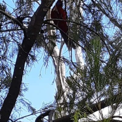 Platycercus elegans (Crimson Rosella) at Bruce Ridge - 4 Oct 2021 by alell