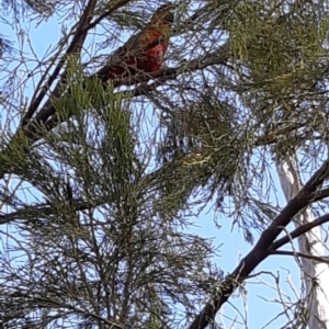 Platycercus elegans at Bruce, ACT - 4 Oct 2021