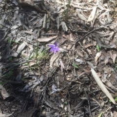 Glossodia major (Wax Lip Orchid) at Bruce, ACT - 4 Oct 2021 by jgiacon