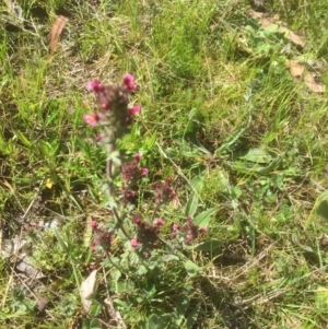 Parentucellia latifolia at Bruce, ACT - 4 Oct 2021