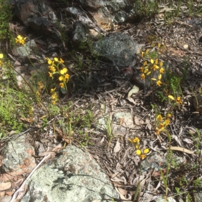 Diuris nigromontana (Black Mountain Leopard Orchid) at Gossan Hill - 4 Oct 2021 by jgiacon