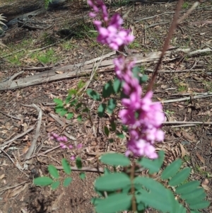 Indigofera australis subsp. australis at Corang, NSW - 4 Oct 2021