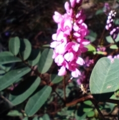 Indigofera australis subsp. australis (Australian Indigo) at Corang, NSW - 4 Oct 2021 by LeonieWood