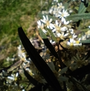 Olearia lirata at Corang, NSW - 4 Oct 2021