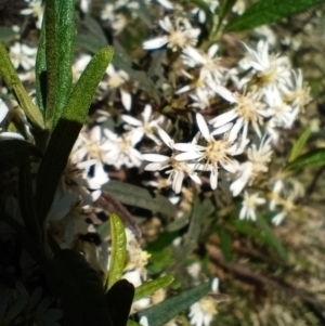 Olearia lirata at Corang, NSW - 4 Oct 2021