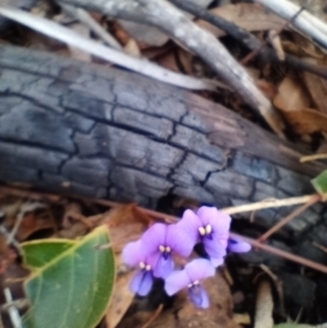 Hardenbergia violacea at Corang, NSW - 4 Oct 2021