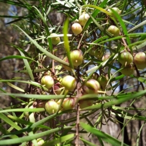 Persoonia linearis at Corang, NSW - 4 Oct 2021