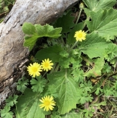 Cymbonotus sp. (preissianus or lawsonianus) (Bears Ears) at Booth, ACT - 3 Oct 2021 by KMcCue