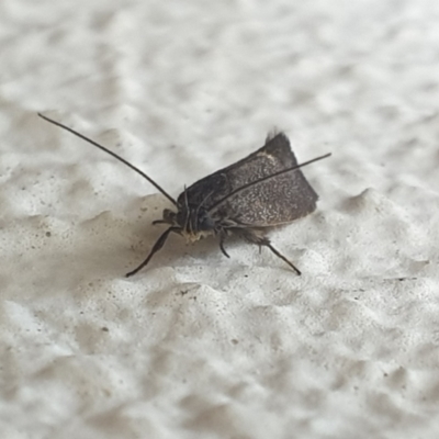 Leistomorpha brontoscopa (A concealer moth) at Turner, ACT - 4 Oct 2021 by LD12