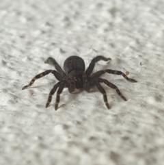 Badumna (genus) (Lattice-web spider) at Turner, ACT - 4 Oct 2021 by LD12