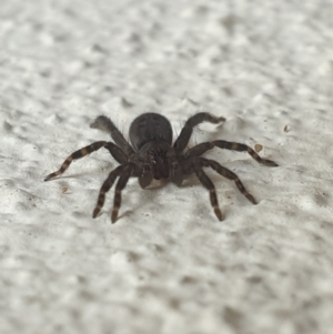 Badumna sp. (genus) at Turner, ACT - 4 Oct 2021