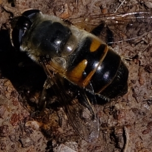 Eristalis tenax at Holt, ACT - 4 Oct 2021