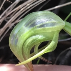 Pterostylis nutans (Nodding Greenhood) at Cotter River, ACT - 4 Oct 2021 by MattFox