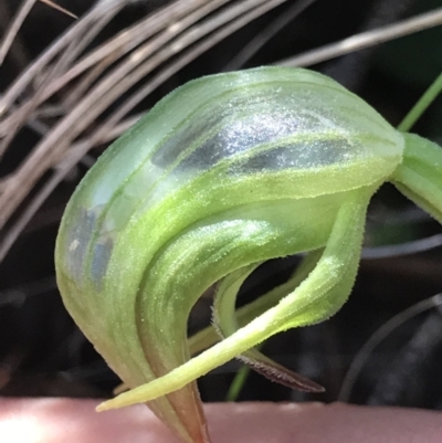 Pterostylis nutans (Nodding Greenhood) at Lower Cotter Catchment - 4 Oct 2021 by MattFox