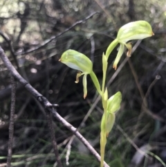 Bunochilus montanus (ACT) = Pterostylis jonesii (NSW) (Montane Leafy Greenhood) at Cotter River, ACT - 4 Oct 2021 by MattFox