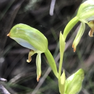 Bunochilus montanus (ACT) = Pterostylis jonesii (NSW) at Cotter River, ACT - 4 Oct 2021