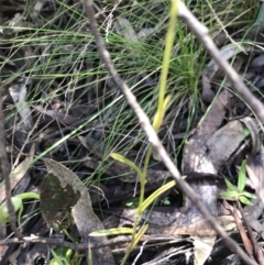 Bunochilus montanus (ACT) = Pterostylis jonesii (NSW) at Cotter River, ACT - 4 Oct 2021