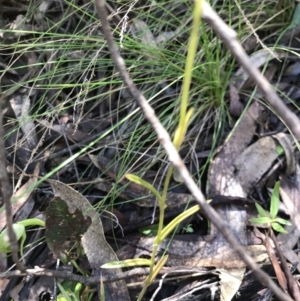 Bunochilus montanus (ACT) = Pterostylis jonesii (NSW) at Cotter River, ACT - 4 Oct 2021