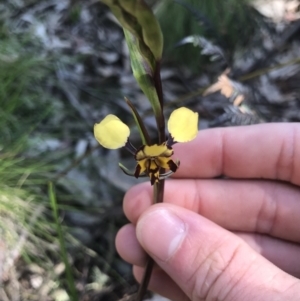 Diuris pardina at Cotter River, ACT - 4 Oct 2021