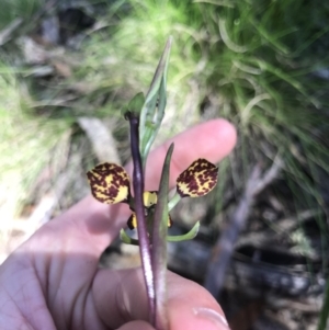 Diuris pardina at Cotter River, ACT - 4 Oct 2021