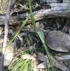 Diuris pardina at Cotter River, ACT - 4 Oct 2021