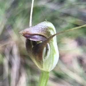 Pterostylis pedunculata at Cotter River, ACT - 4 Oct 2021