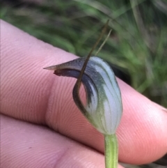 Pterostylis pedunculata at Cotter River, ACT - suppressed