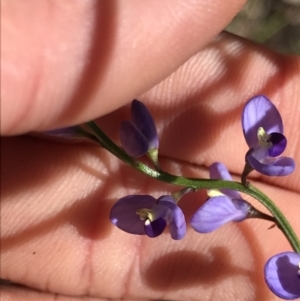 Comesperma volubile at Cotter River, ACT - 4 Oct 2021 01:55 PM