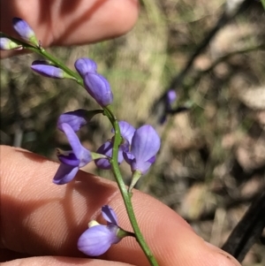 Comesperma volubile at Cotter River, ACT - 4 Oct 2021 01:55 PM