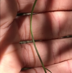 Comesperma volubile at Cotter River, ACT - 4 Oct 2021 01:55 PM