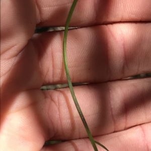 Comesperma volubile at Cotter River, ACT - 4 Oct 2021 01:55 PM