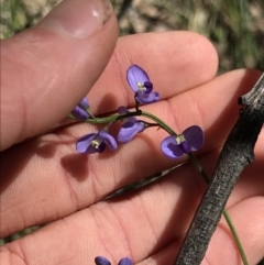 Comesperma volubile at Cotter River, ACT - 4 Oct 2021