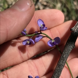 Comesperma volubile at Cotter River, ACT - 4 Oct 2021 01:55 PM