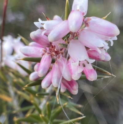 Lissanthe strigosa subsp. subulata (Peach Heath) at Bungendore, NSW - 2 Oct 2021 by yellowboxwoodland
