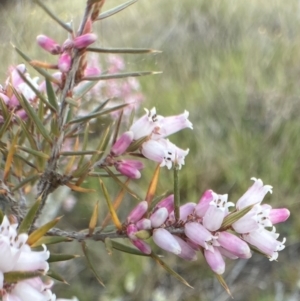 Lissanthe strigosa subsp. subulata at Bungendore, NSW - 2 Oct 2021
