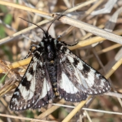 Agaristodes feisthamelii (A day flying noctuid moth) at Mount Clear, ACT - 4 Oct 2021 by rawshorty