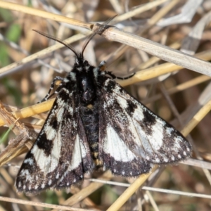 Agaristodes feisthamelii at Mount Clear, ACT - 4 Oct 2021 09:10 AM