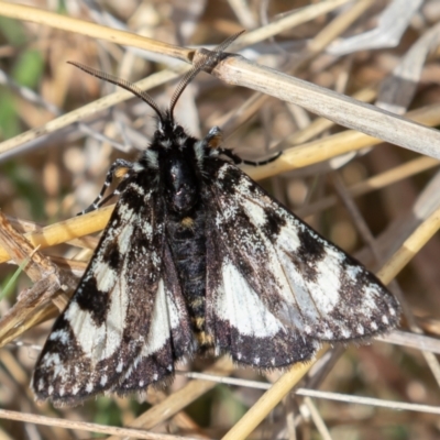 Agaristodes feisthamelii (A day flying noctuid moth) at Mount Clear, ACT - 4 Oct 2021 by rawshorty