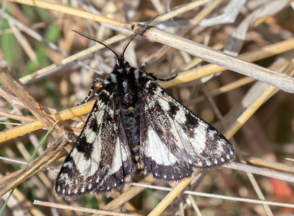 Agaristodes feisthamelii at Mount Clear, ACT - 4 Oct 2021