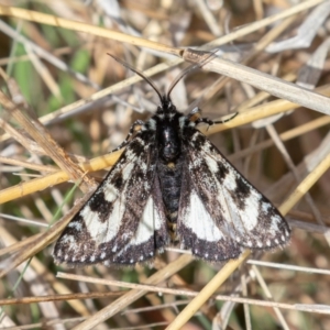 Agaristodes feisthamelii at Mount Clear, ACT - 4 Oct 2021