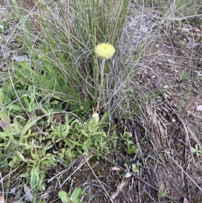 Coronidium scorpioides (Button Everlasting) at Bungendore, NSW - 2 Oct 2021 by yellowboxwoodland